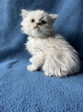 Image 3 of Stunning British Longhair kittens
