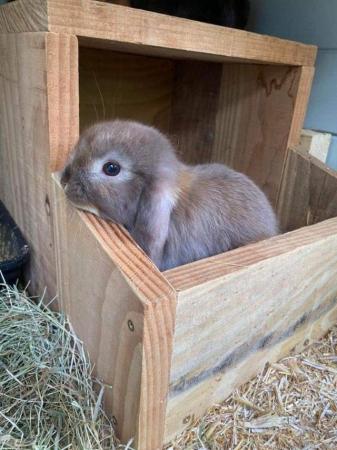 Image 10 of MINI LOP BUNNIES / 5 STAR HOMES ONLY