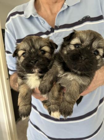 Image 5 of 6 x shihtzu x puppies for sale