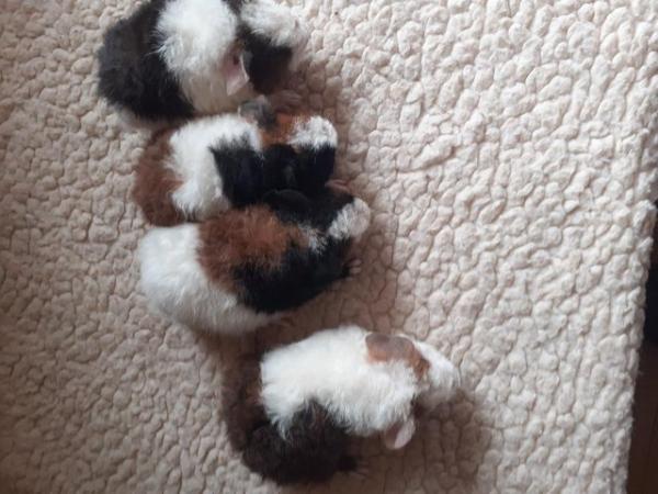 Image 10 of BEAUTIFUL BABY BOYS AND GIRL GUINEA PIGS