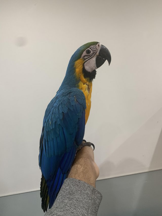 Preview of the first image of Baby HandReared Silly Tame Cuddly Blue & Gold Macaw.