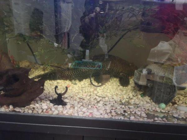 Image 4 of Fish (plecostomus) and Fish Tanks