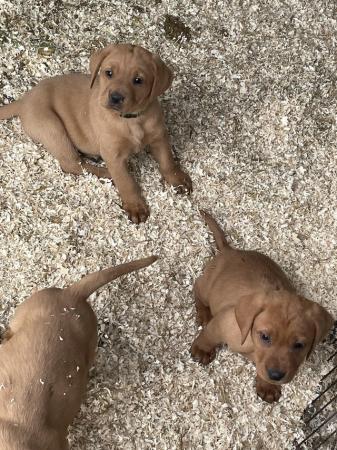 Image 1 of Fox red Labrador pups boys and girls