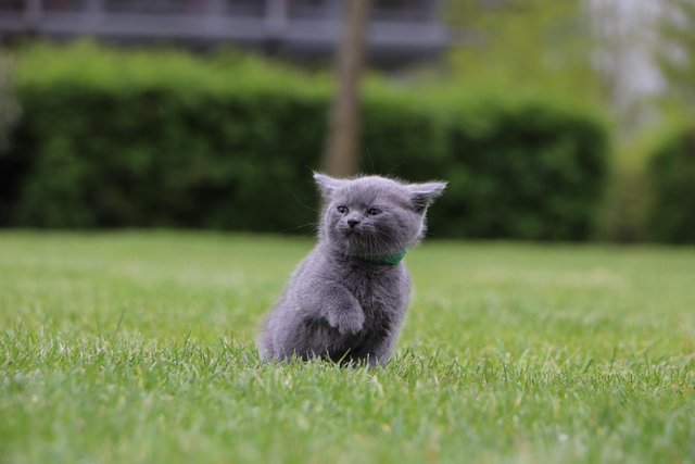 Image 3 of British Blue Kittens for sale