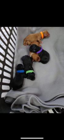 Image 5 of 3 KC reg H/T toy poodle studs