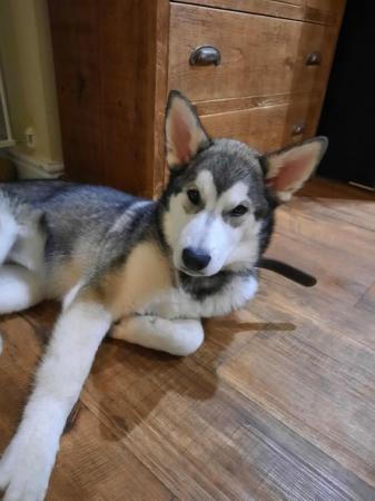 Image 3 of 8 month Husky X Malamute for sale