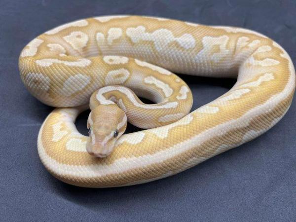 Image 2 of Coral Glow Lesser Pastel Gravel het Pied Male Royal Python