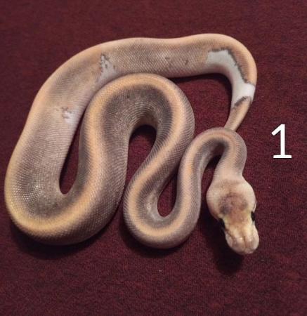 Image 6 of 3x Champagne cinnamon ball pythons. Still available