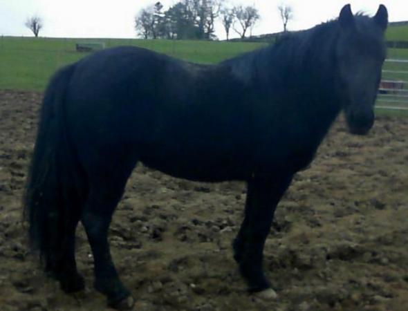Image 1 of WelshMare 3 yrs  old for sale
