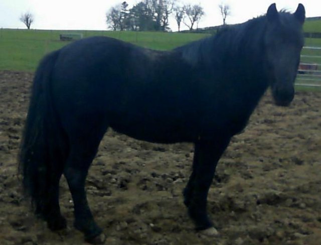 Preview of the first image of WelshMare 3 yrs  old for sale.