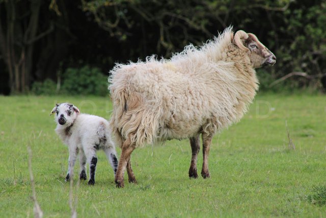 Image 3 of Pedigree boreray ewes with lambs at foot