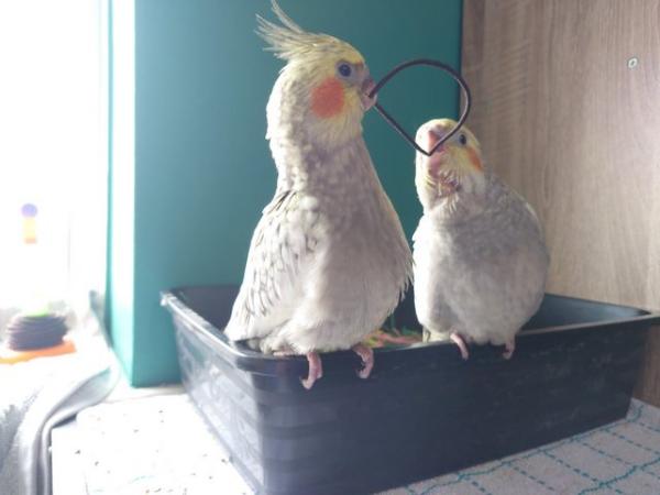 Image 7 of Hand reared silly tame DNA sexed baby cockatiels