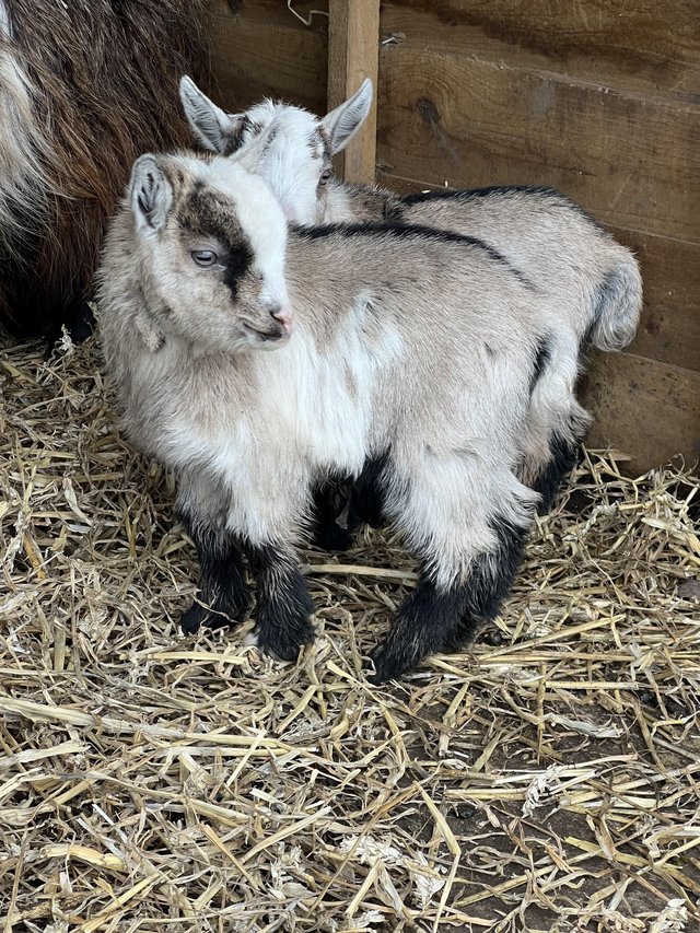 Preview of the first image of pigmy goat kid for sale (weather).