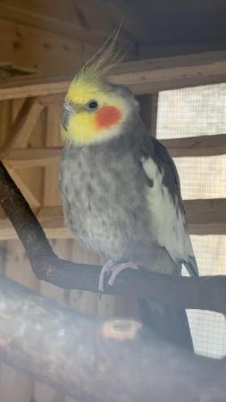 Image 8 of Budgie and cockatiel rescue (NOT FOR SALE)
