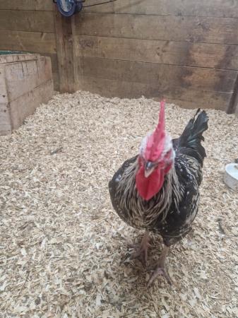 Image 2 of Approx 6 m old cockerel looking for new home