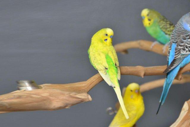 Image 5 of Baby budgies for sale,19