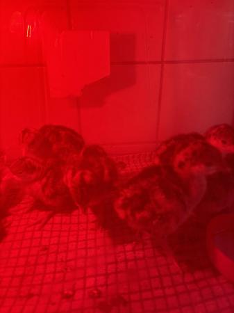 Image 2 of Day old Turkey chicks for sale 25 intotal