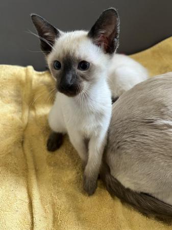 Image 6 of Adorable 100% pure Siamese kittens available