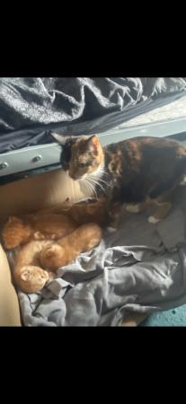 Image 1 of Kittens for sale Ready to leave on the 7th of may