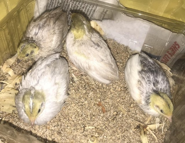 Preview of the first image of 4 CHINESE PAINTED CHICKS/23RD MAY !.