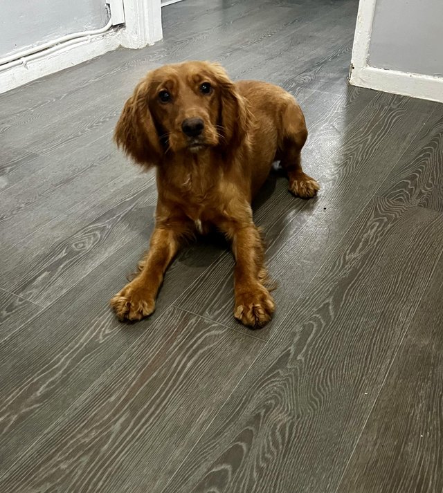 Preview of the first image of 9 Months old Working type Cocker Spaniel.