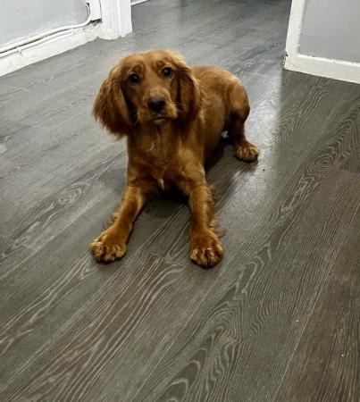 Image 1 of 9 Months old Working type Cocker Spaniel