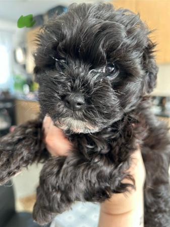Image 4 of Toy Shih-poo’s puppies (Imperial )