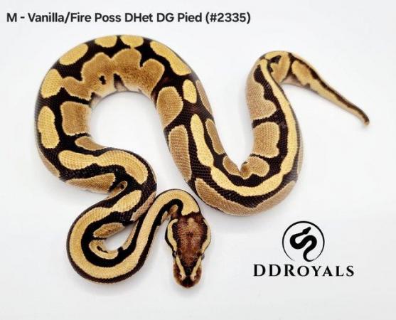 Image 14 of Royal Pythons: Pieds, Desert Ghosts. ADULTS AND HATCHLINGS
