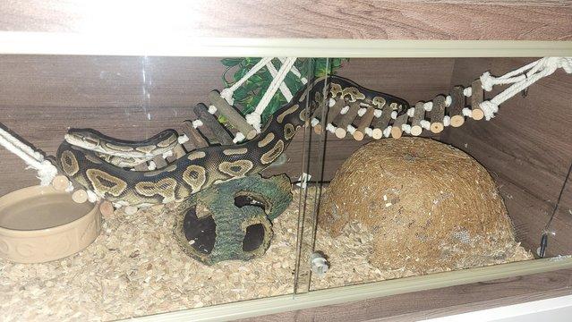 Image 3 of Gorgeous! Male Ball Python