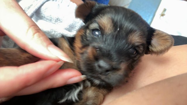 Image 2 of Yorkshire miniature terrier puppies