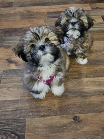 Image 7 of Lhasa apso puppiesfor sale
