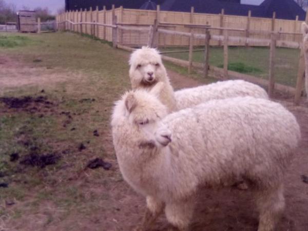 Image 2 of 2 8 month old Male Weinling Alpacas.