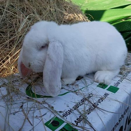 Image 8 of French lop breeding rabbits show type. Two trios chinchilla