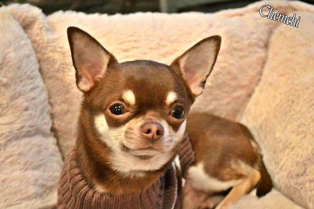 Image 2 of *AT STUD* kc registered chihuahua chocolate smoothcoat male
