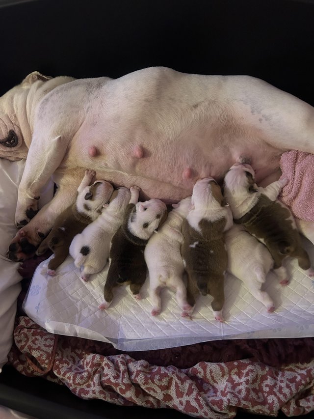 Preview of the first image of Quality KC reg British Bulldog pups.
