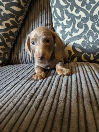 Image 12 of miniature dachshund puppies for sale