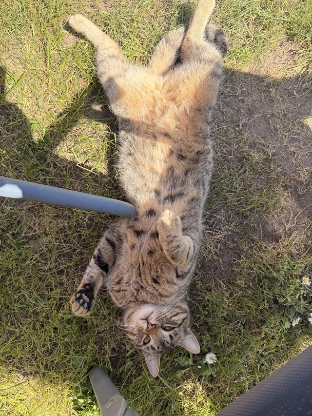 Tabby boy cat 24 months — Pets & Animals in Colchester
