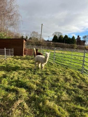 Image 21 of BAS REGISTERED BEAUTIFUL QUALITY BABY ALPACAS