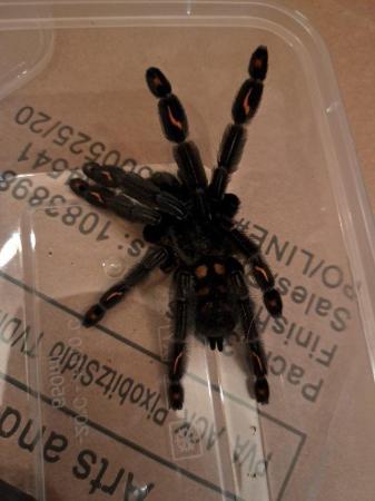 Image 6 of 6x tarantulas. Includes adult females and juvies
