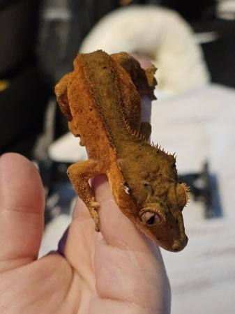 Image 7 of Red phantom bicolour dal crested gecko with red spots