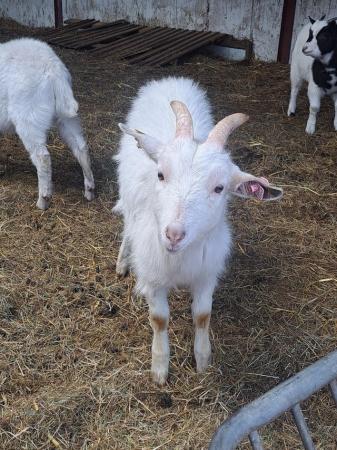 Image 4 of Tiny Tim and Greg, wether goats