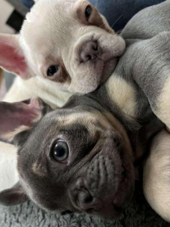 Image 11 of 10 week old Registered Frenchies