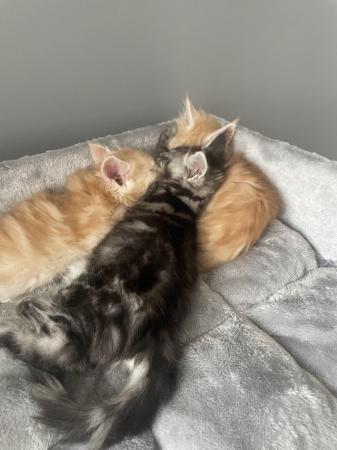 Image 8 of Maine Coon Ginger kittens ( 2 boys)