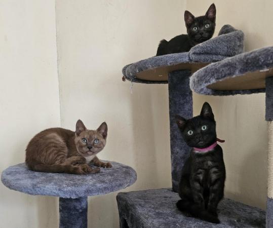 Image 10 of Tica Reg Bengal Kittens for loving home
