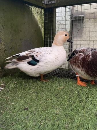 Image 2 of Call Duck Hatching Eggs **quality stock**