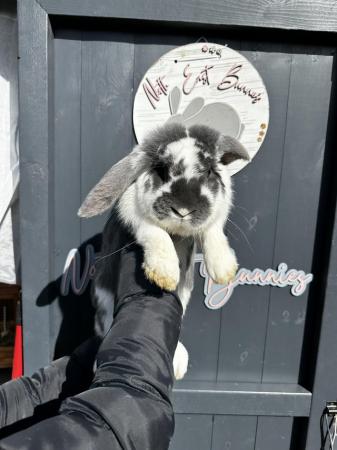 Image 4 of Pure Breed French Lop Rabbbts