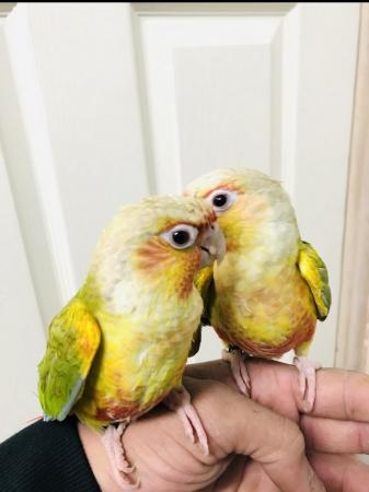 Image 6 of Baby Conure talking parrot