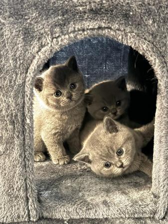 Image 6 of 11 weeks ok ready soon - BSH kittens GCCF active registered