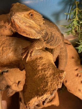 Image 6 of Bearded dragons for sale