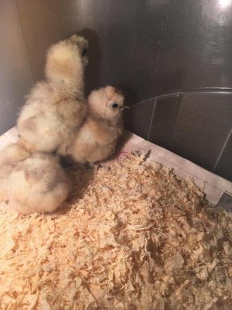 Image 2 of Young White silkie chicks ………..